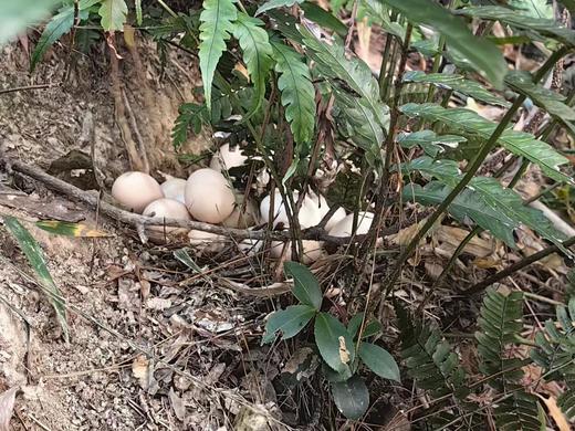 两件8折 | 桐庐莪山金奖鸡蛋 黑鸡蛋/绿壳蛋/茶香蛋 商品图8