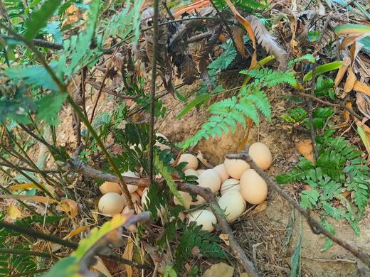 两件8折 | 桐庐莪山金奖鸡蛋 黑鸡蛋/绿壳蛋/茶香蛋 商品图10