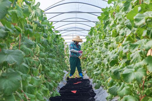 来自海南昌江静冈蜜瓜 原种引进 跨越山海 商品图4