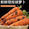 【MLT】新鲜胡萝卜  生吃脆甜  绿色健康  蔬菜  胡萝卜 商品缩略图2