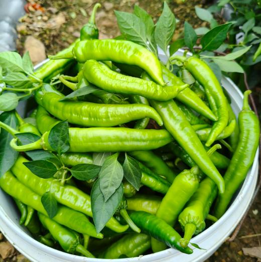 湘妍辣椒200g 盒装 ±15g 买放心菜就上瑞和泰 商品图0