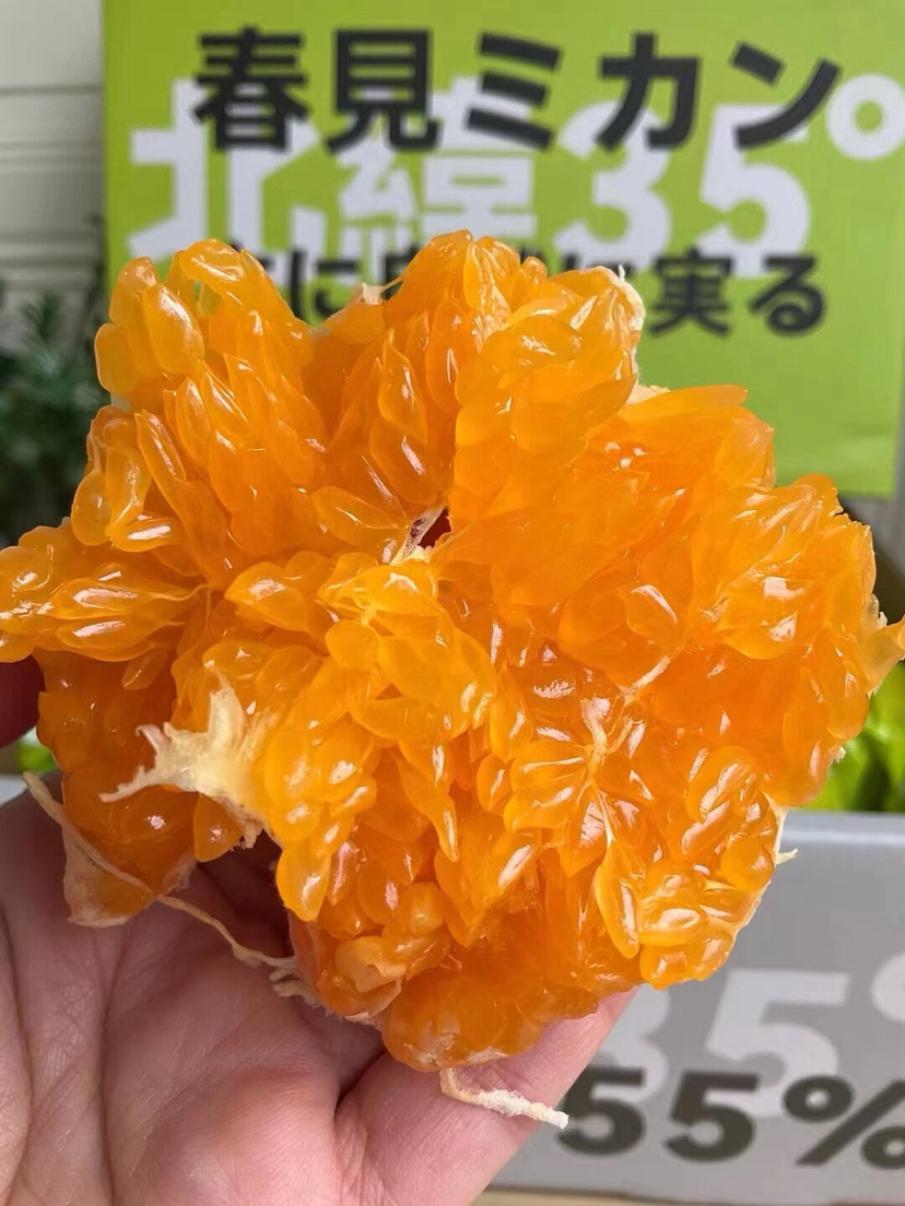 满堂红老树耙耙柑