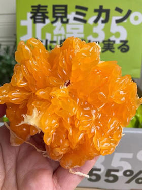 满堂红老树耙耙柑