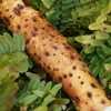 010垆土铁棍山药  药食同源 逆境生长积累养分 更营养 雪后采挖 口感面糯 十年一茬，只为一根好山药 商品缩略图5