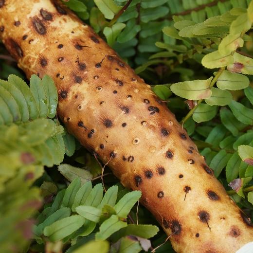 010垆土铁棍山药  药食同源 逆境生长积累养分 更营养 雪后采挖 口感面糯 十年一茬，只为一根好山药 商品图5