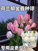 赠送定植篮！【10-5月花期】【特殊商品/.请提前看售后须知】【春天来了 一起种郁金香】随机色郁金香水培种球套装（种球4颗+玻璃瓶+定植篮+营养液) 商品缩略图0