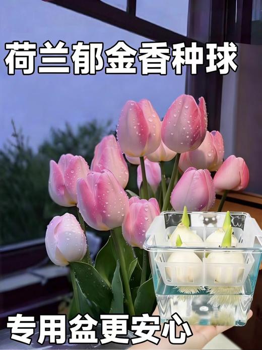 赠送定植篮！【10-5月花期】【特殊商品/.请提前看售后须知】【春天来了 一起种郁金香】随机色郁金香水培种球套装（种球4颗+玻璃瓶+定植篮+营养液) 商品图0