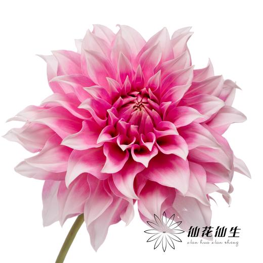 配花 | 大丽花彩粉桃子 商品图3