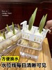 赠送定植篮！【10-5月花期】【特殊商品/.请提前看售后须知】【春天来了 一起种郁金香】随机色郁金香水培种球套装（种球4颗+玻璃瓶+定植篮+营养液) 商品缩略图1