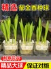 赠送定植篮！【10-5月花期】【特殊商品/.请提前看售后须知】【春天来了 一起种郁金香】随机色郁金香水培种球套装（种球4颗+玻璃瓶+定植篮+营养液) 商品缩略图2