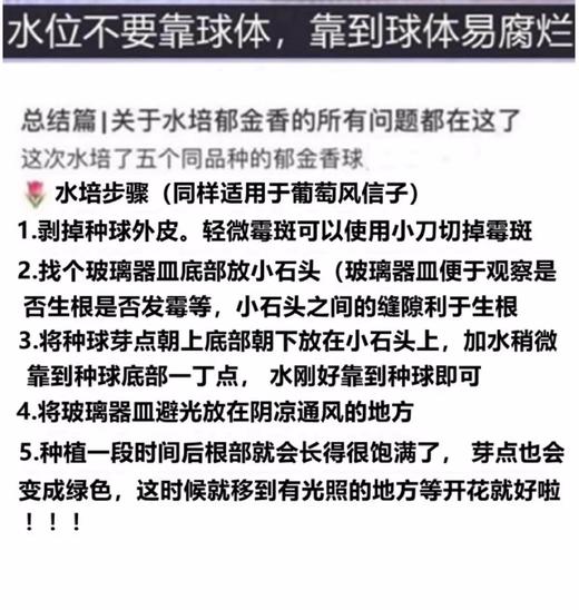 赠送定植篮！【10-5月花期】【特殊商品/.请提前看售后须知】【春天来了 一起种郁金香】随机色郁金香水培种球套装（种球4颗+玻璃瓶+定植篮+营养液) 商品图3