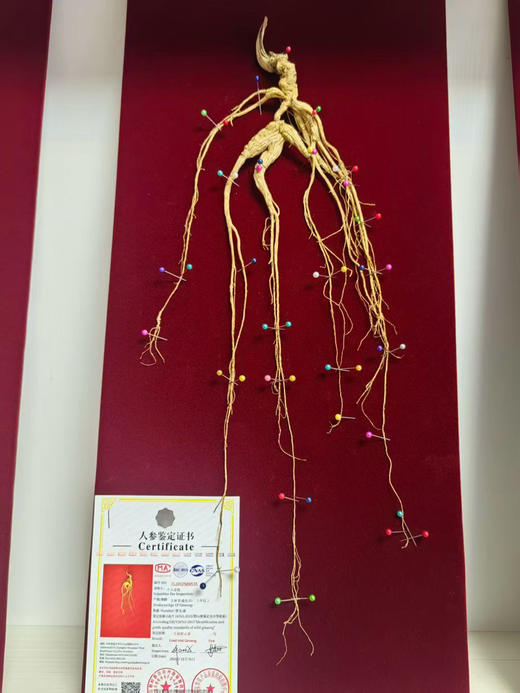 生晒野山参礼盒（国检一等参） 商品图4