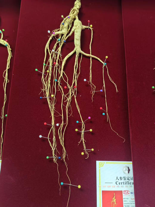 生晒野山参礼盒（国检一等参） 商品图1