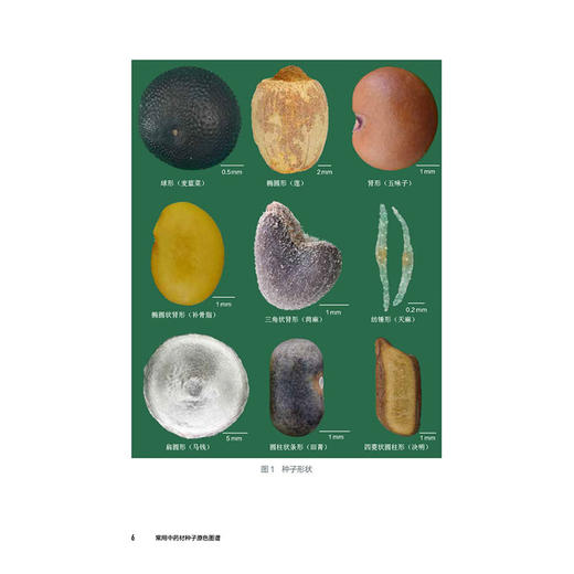 常用中药材种子原色图谱（全国中药材种子原色图谱系列丛书）周良云 咸庆飞 杨光 主编 中药 图谱9787521455472中国医药科技出版社 商品图3