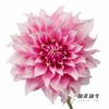 配花 | 大丽花彩粉桃子 商品缩略图2