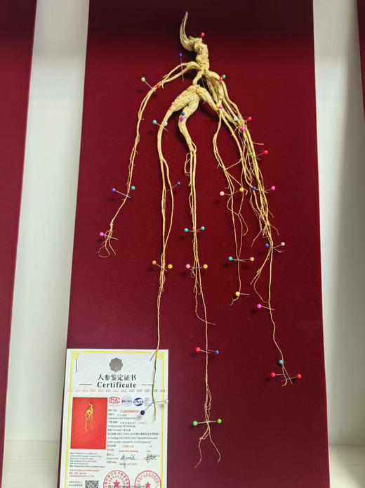 生晒野山参礼盒（国检一等参） 商品图2