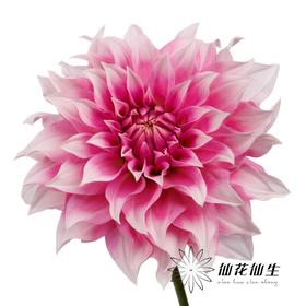 配花 | 大丽花彩粉桃子