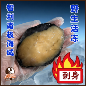 [南极红鲍刺身] 大号450g (共6头)  智利深海野生
