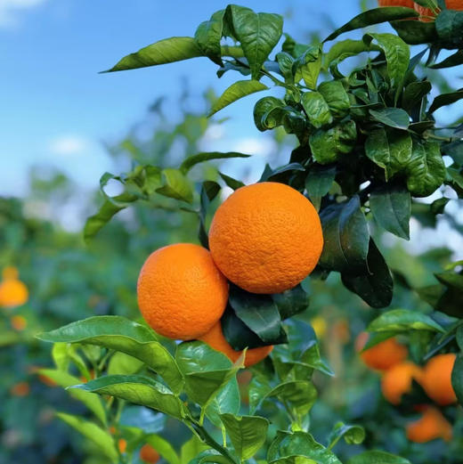 产地直邮-云南高原虎柑 家庭装/礼盒装 纯甜多汁 现摘发货～ 商品图2