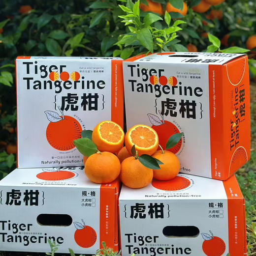 产地直邮-云南高原虎柑 家庭装/礼盒装 纯甜多汁 现摘发货～ 商品图0