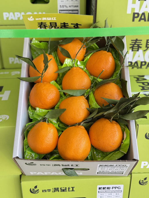 满堂红老树耙耙柑 商品图5