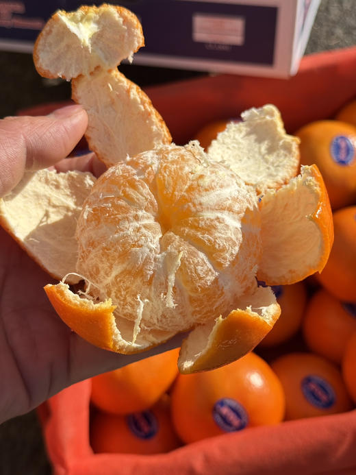 2ph蜜柑 商品图2