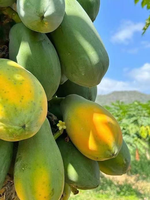 【会员16.5/斤】吃海农业海南空运树熟红心木瓜 商品图3