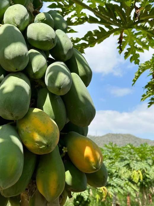 【会员16.5/斤】吃海农业海南空运树熟红心木瓜 商品图5