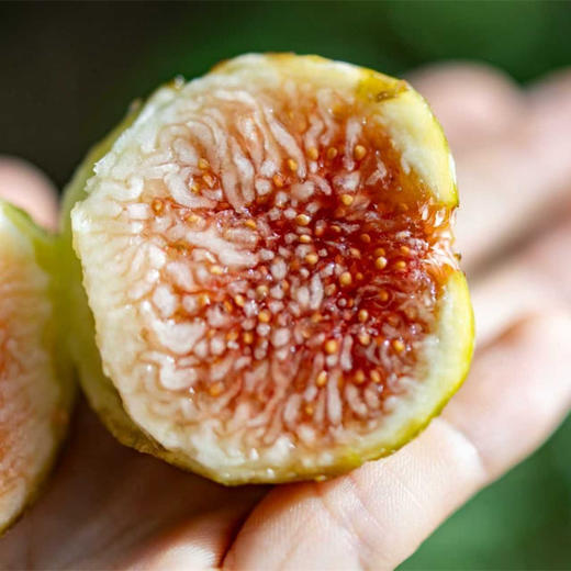极客无花果•花香蜜丨新品种，软糯蜜甜，独特花香。树上自然成熟的无花果有的表皮会有黑斑，会有裂口和轻微破皮，剥皮后不影响食用，个别地区气温低，轻微受冻不在售后范围，介意勿拍。⭐️顺丰空运 商品图6
