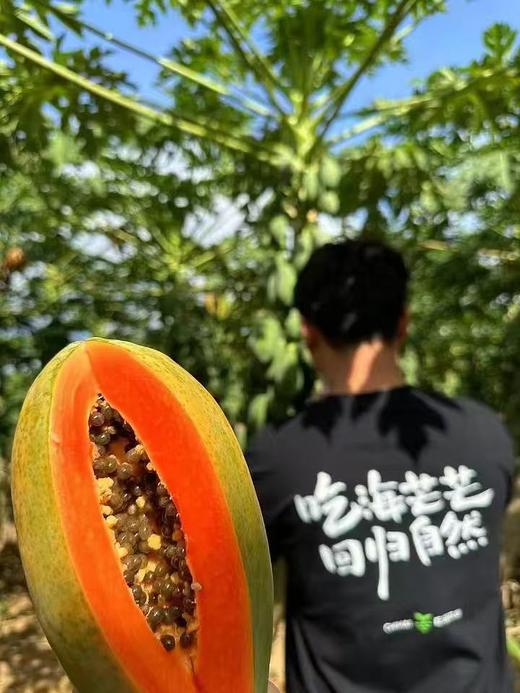 【会员16.5/斤】吃海农业海南空运树熟红心木瓜 商品图6