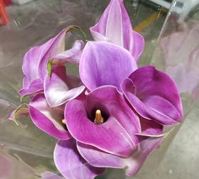 丽江马蹄莲 ｜ 变异浪漫【轻微压伤不售后，介意慎拍】