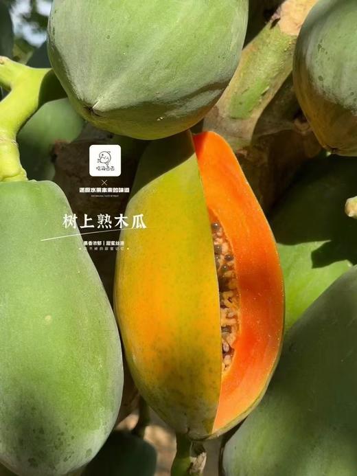 【会员16.5/斤】吃海农业海南空运树熟红心木瓜 商品图0