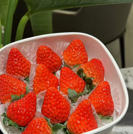 【丹东99草莓】明星产品，一定要尝一尝，娇艳欲滴，草莓娇嫩，部分果子有磕碰属正常现象，请勿介意 商品图6