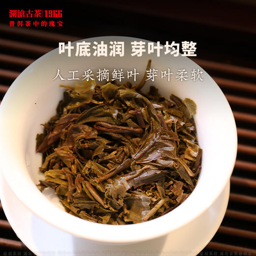 澜沧古茶2026年007大饼普洱茶生茶云南茶叶乔木口粮茶饼 商品图4