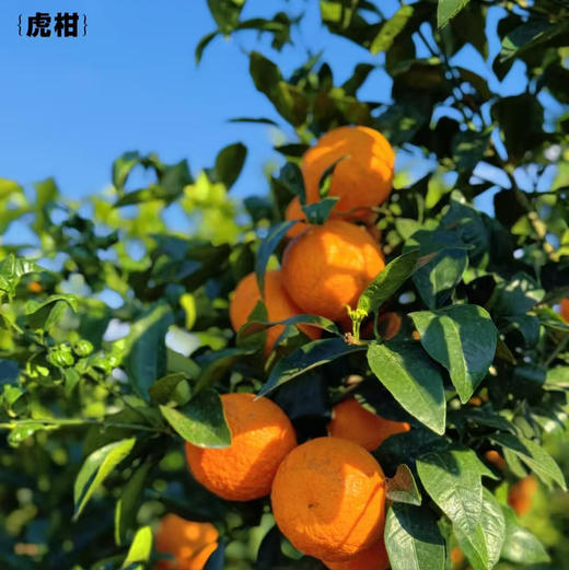 产地直邮-云南高原虎柑 家庭装/礼盒装 纯甜多汁 现摘发货～ 商品图3