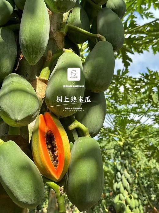 【会员16.5/斤】吃海农业海南空运树熟红心木瓜 商品图1