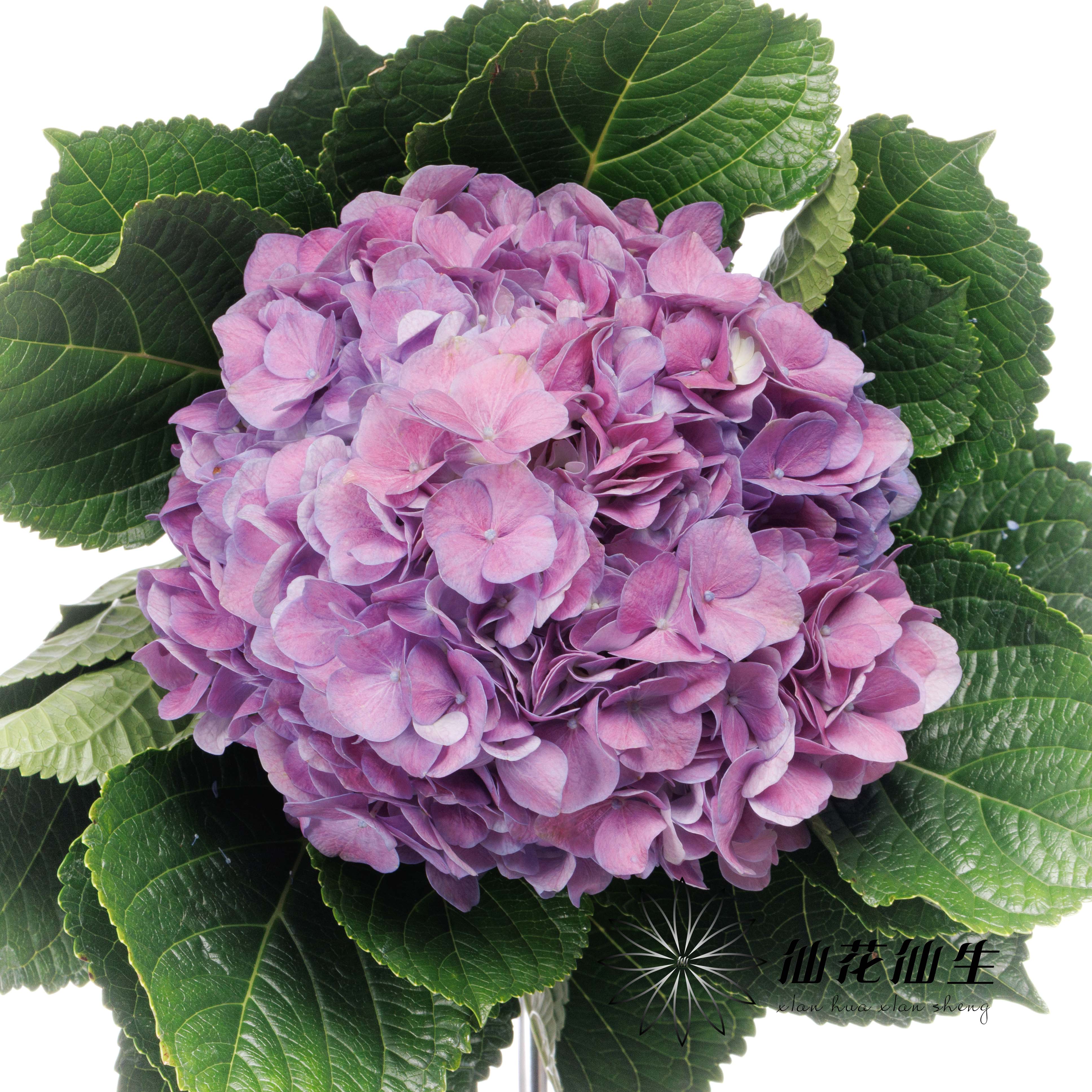 绣球 | 粉紫色（因天气原因，会有色差，介意者慎拍）