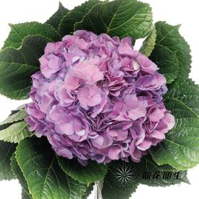 绣球 | 粉紫色（因天气原因，会有色差，介意者慎拍）