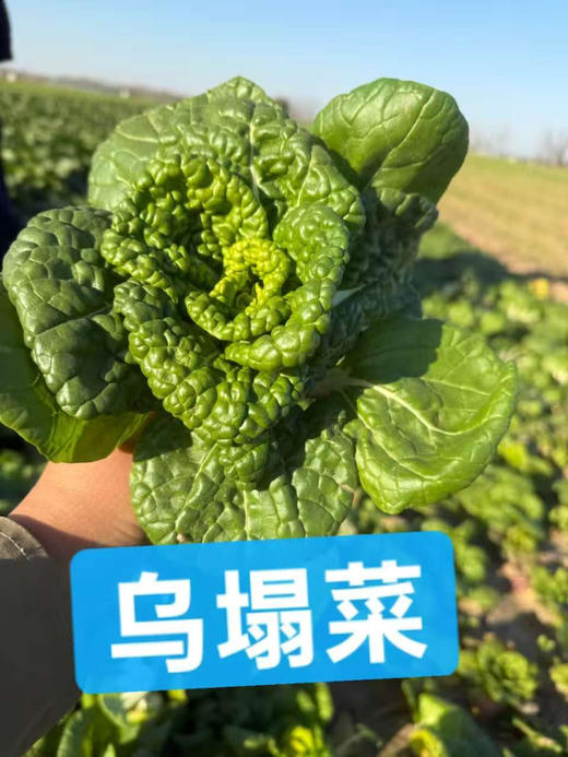 霜打趴地有机菜，每年这个季节才有，个头矮小，口感清甜鲜！产量不高，市面上很难买到！ 商品图8