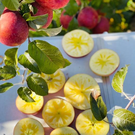 【高原冰糖心丑苹果】具有独特的冰糖甜和脆酥口感 商品图0