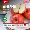 有机苹果 有机种植 天然好味道 整箱包装 有机苹果新年礼品 商品缩略图1