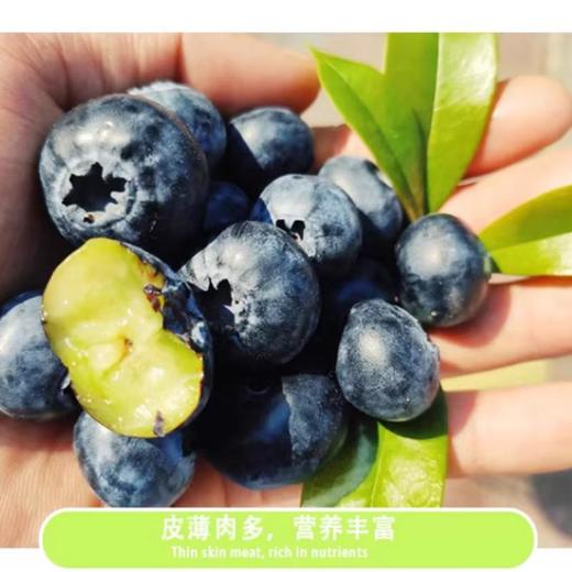 巨无霸蓝莓24+ 商品图1