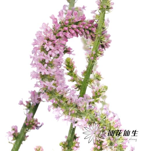 配花 | 丘比特 商品图0