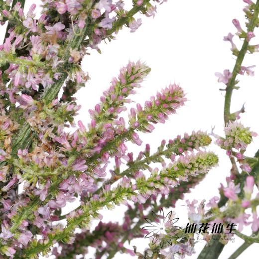 配花 | 丘比特 商品图2