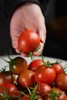 猫太推荐---碱水地脆皮番茄（3斤） 商品缩略图4