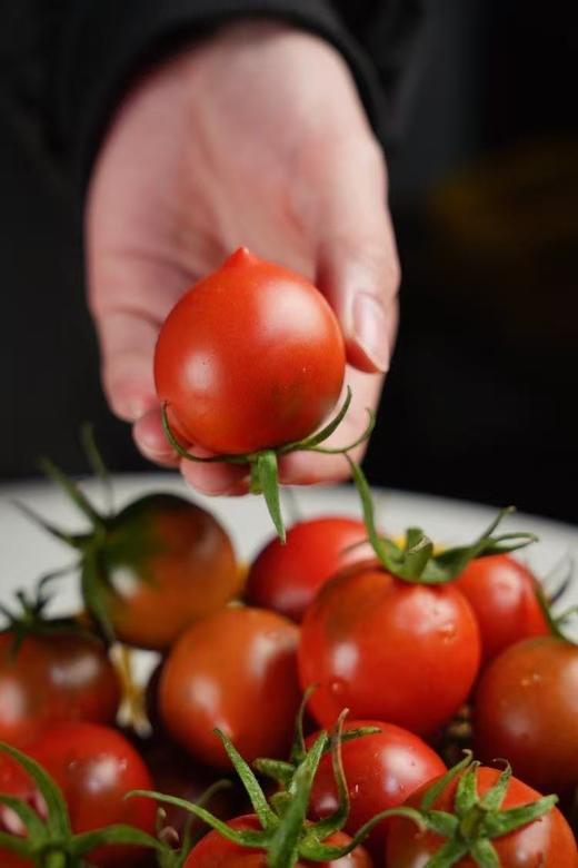 猫太推荐---碱水地脆皮番茄（3斤） 商品图4