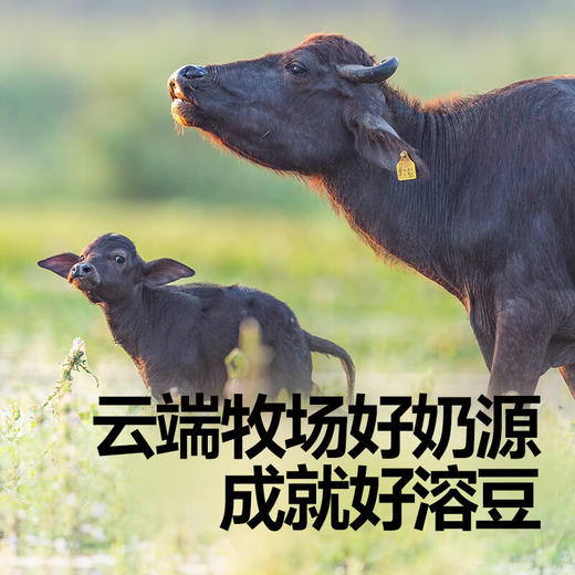 秋田满满--A2β-酪蛋白高钙水牛酸奶溶豆(奶香原味)18g 商品图3