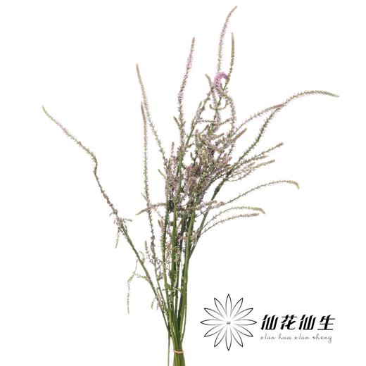 配花 | 丘比特 商品图1