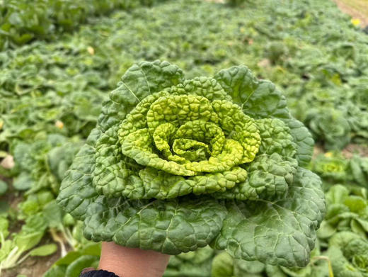霜打趴地有机菜，每年这个季节才有，个头矮小，口感清甜鲜！产量不高，市面上很难买到！ 商品图9