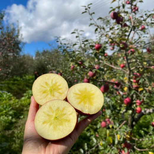 【高原冰糖心丑苹果】具有独特的冰糖甜和脆酥口感 商品图3